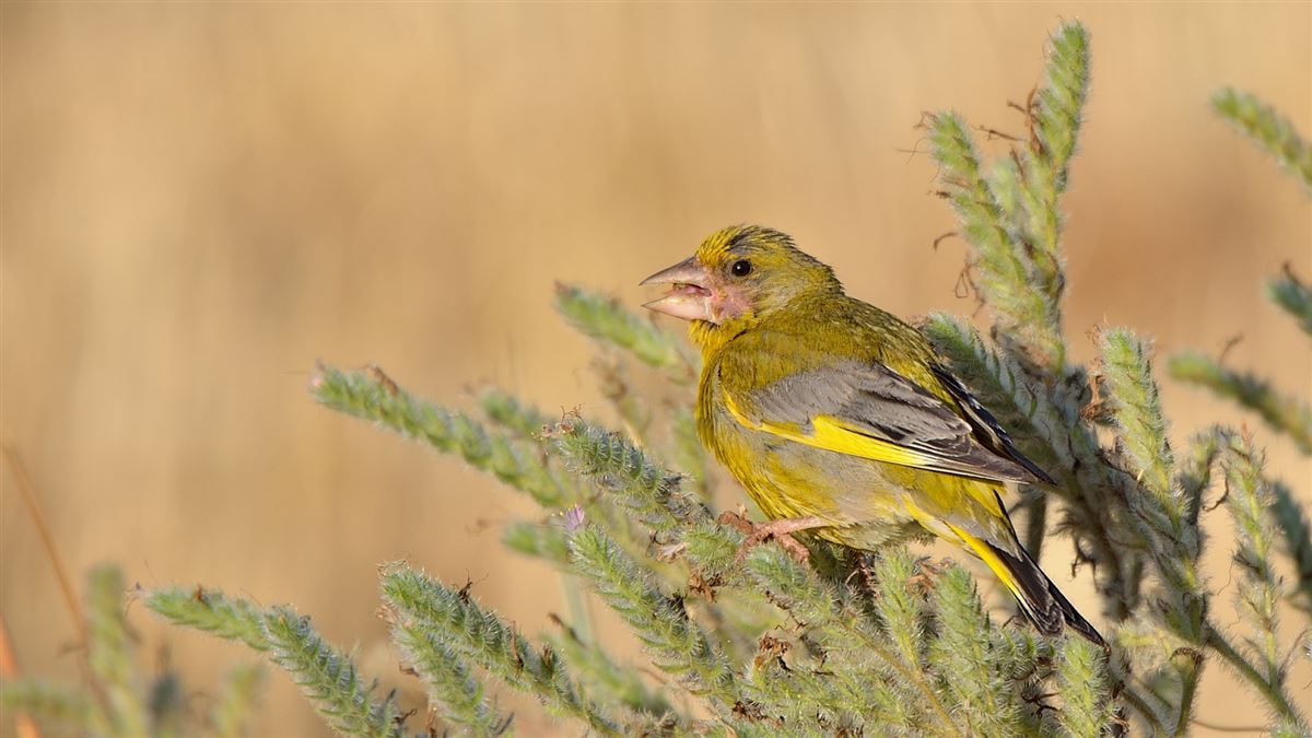 European Greenfinch