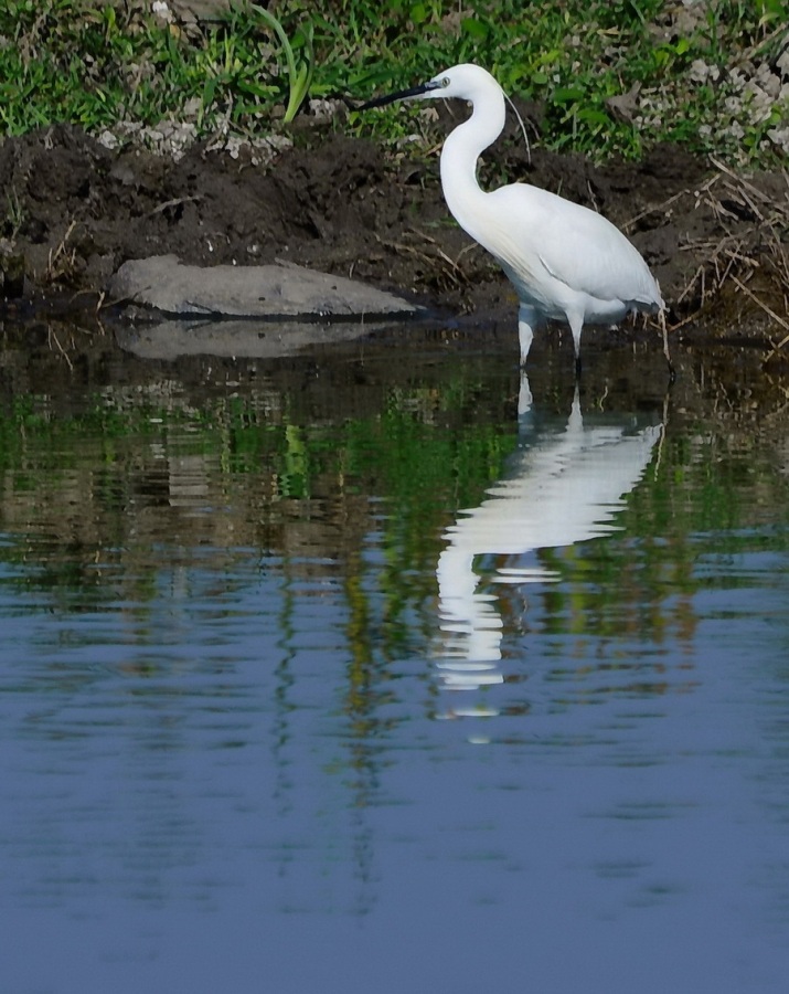 Little Egret