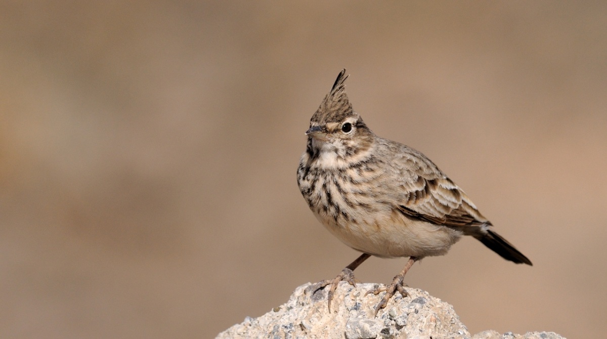 Crested Lark