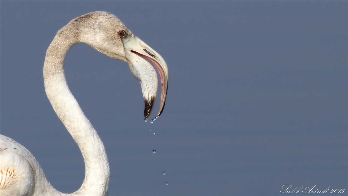 Flamingo