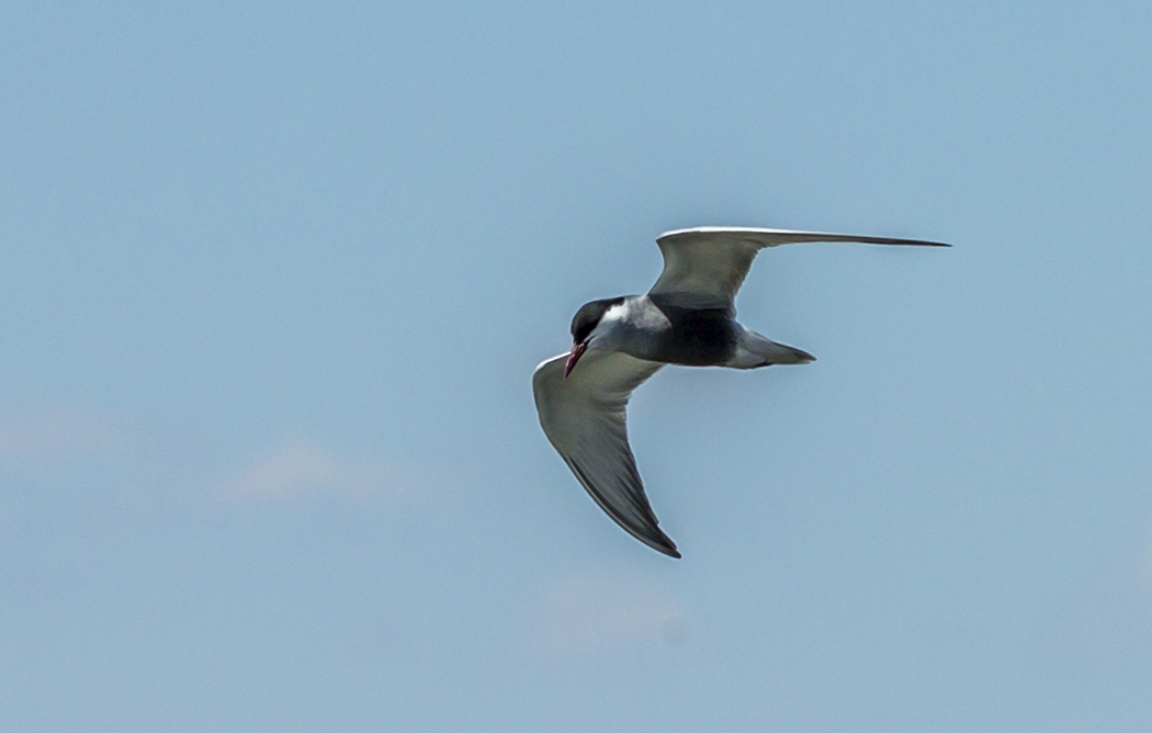 Bıyıklı Sumru