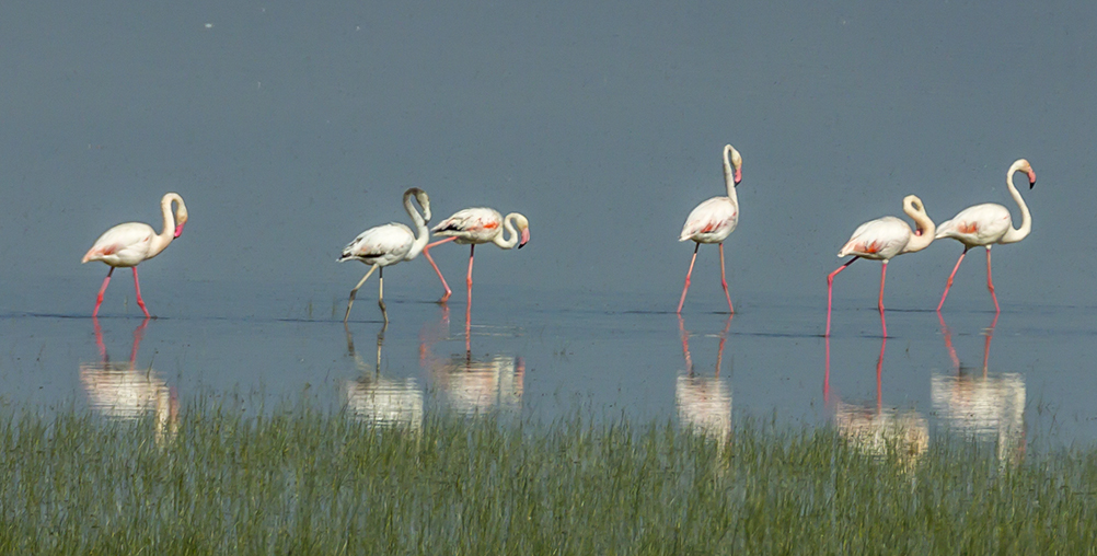 Flamingo