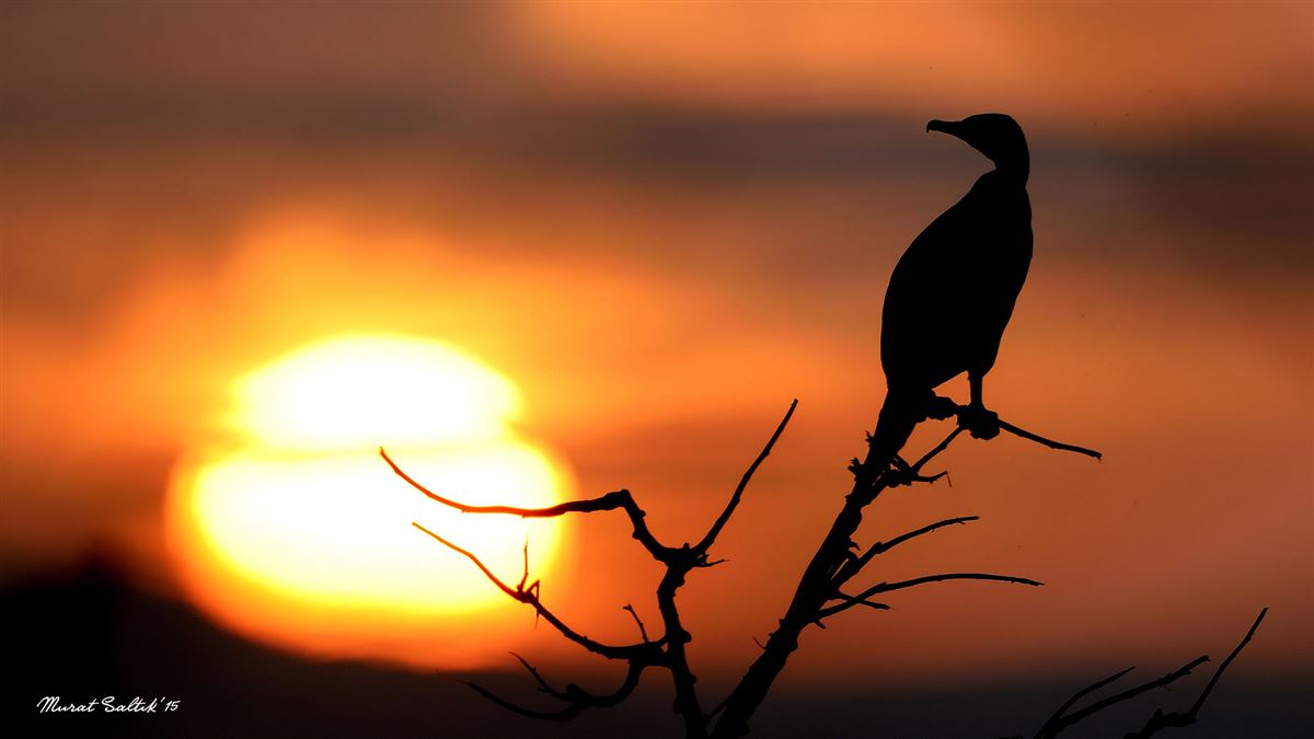 Great Cormorant