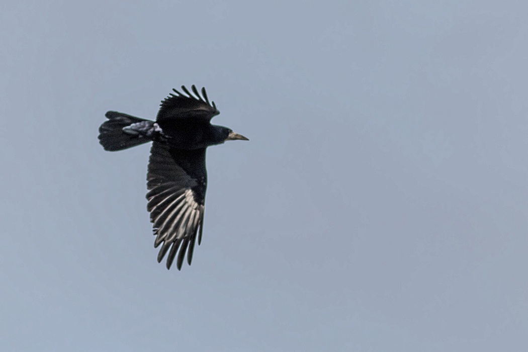 Rook