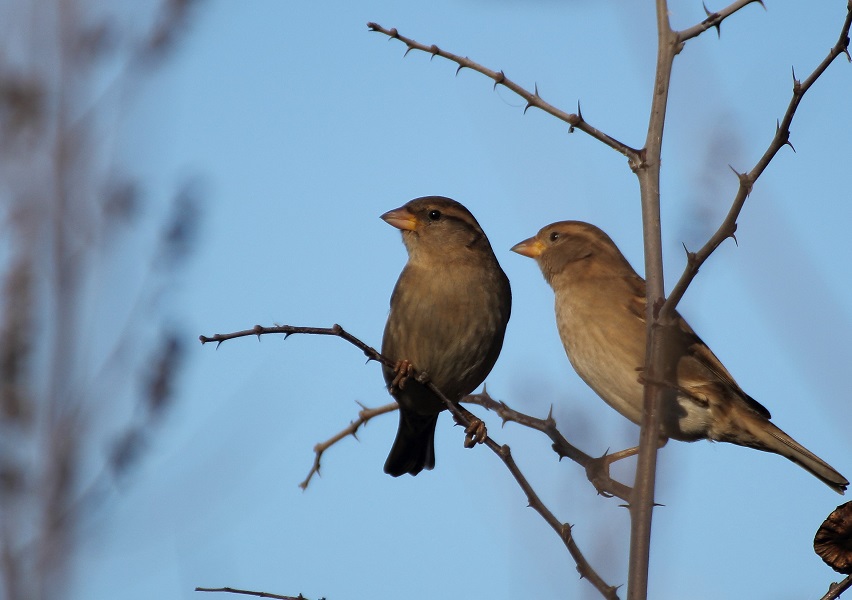 House Sparrow