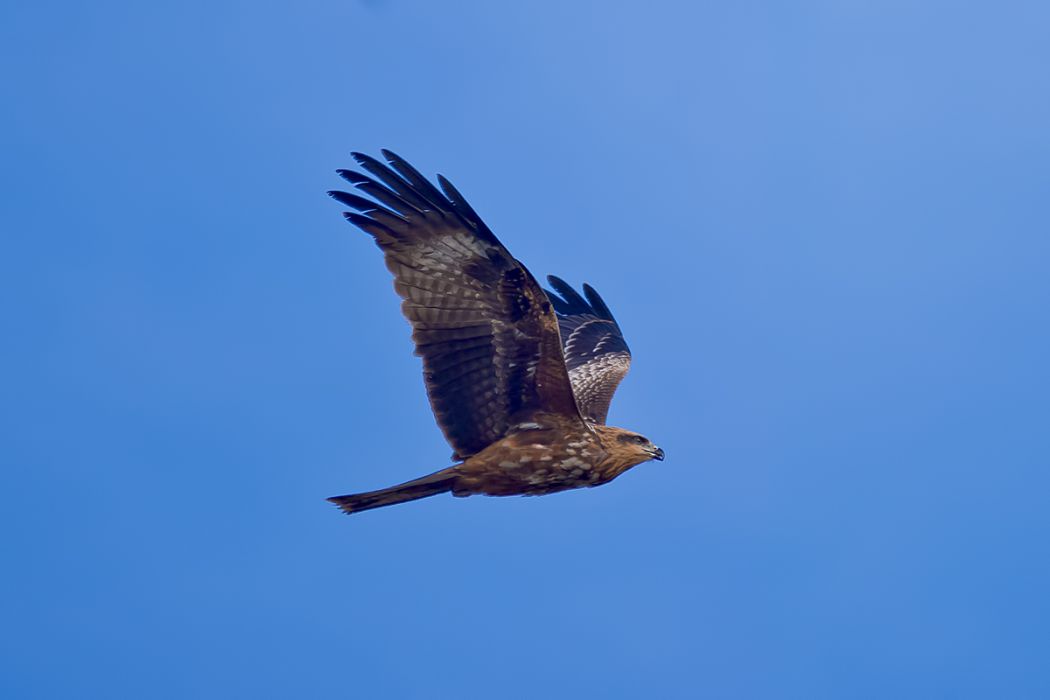 Black Kite