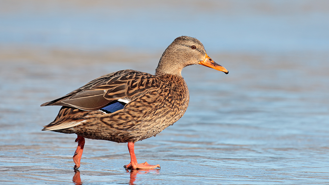 Mallard