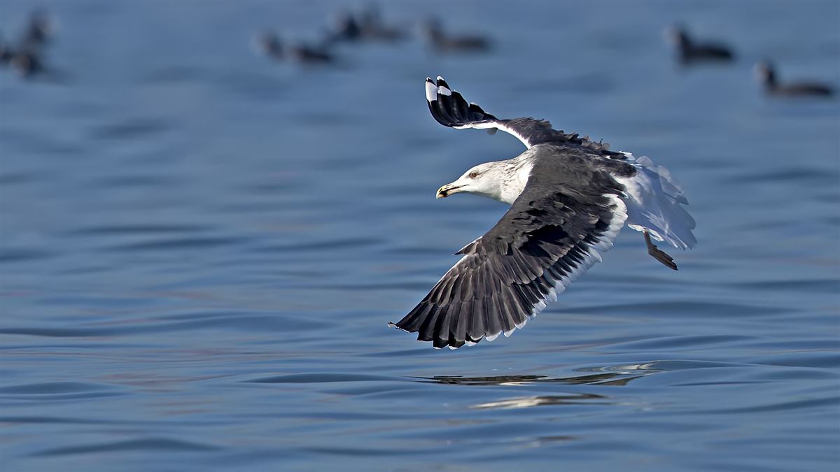 Great Black-backed Gull