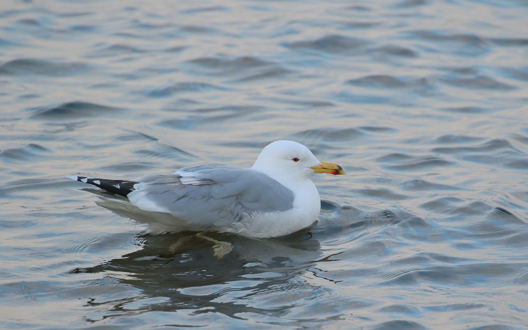 Caspian Gull