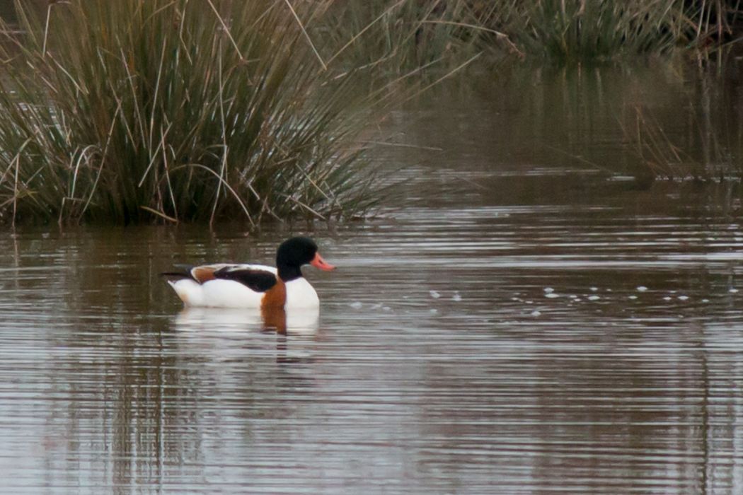Common Shelduck