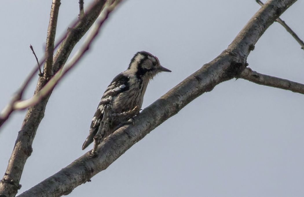 Lesser Spotted Woodpecker