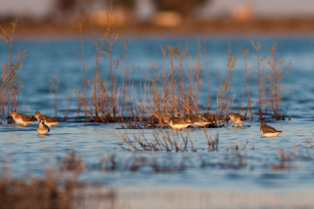 Dunlin