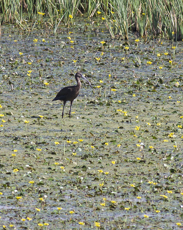 Glossy Ibis
