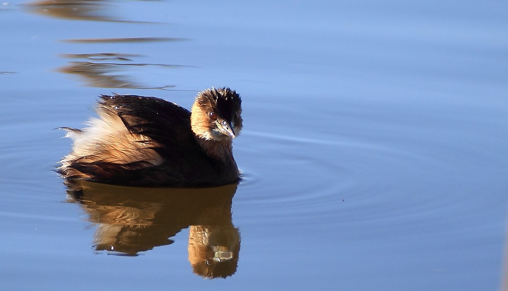 Little Grebe