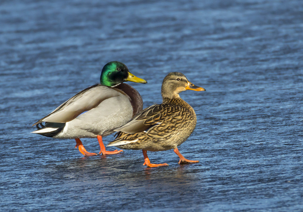 Mallard