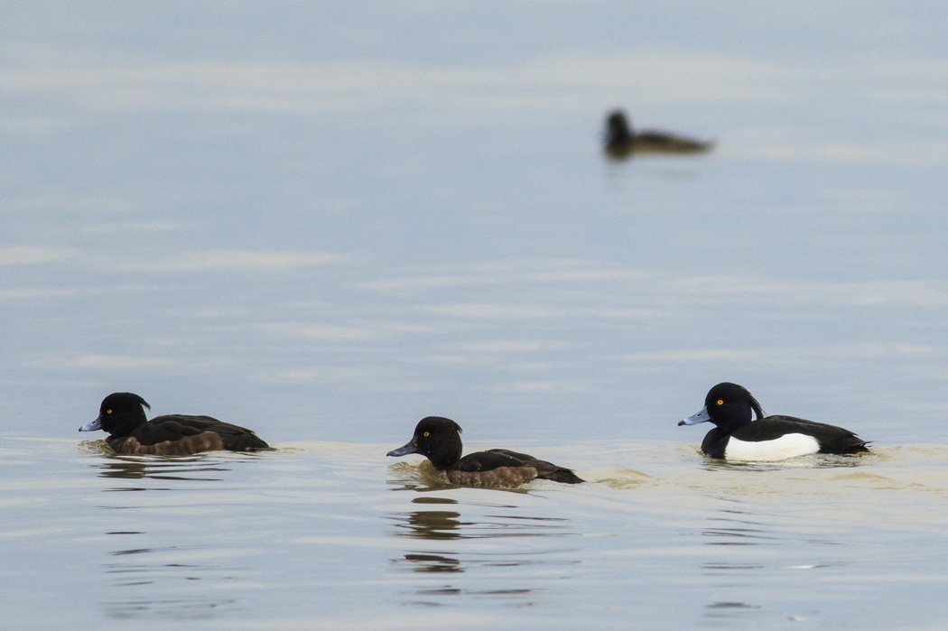 Tufted Duck
