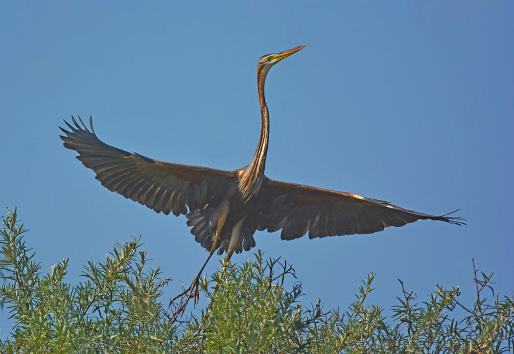 Purple Heron