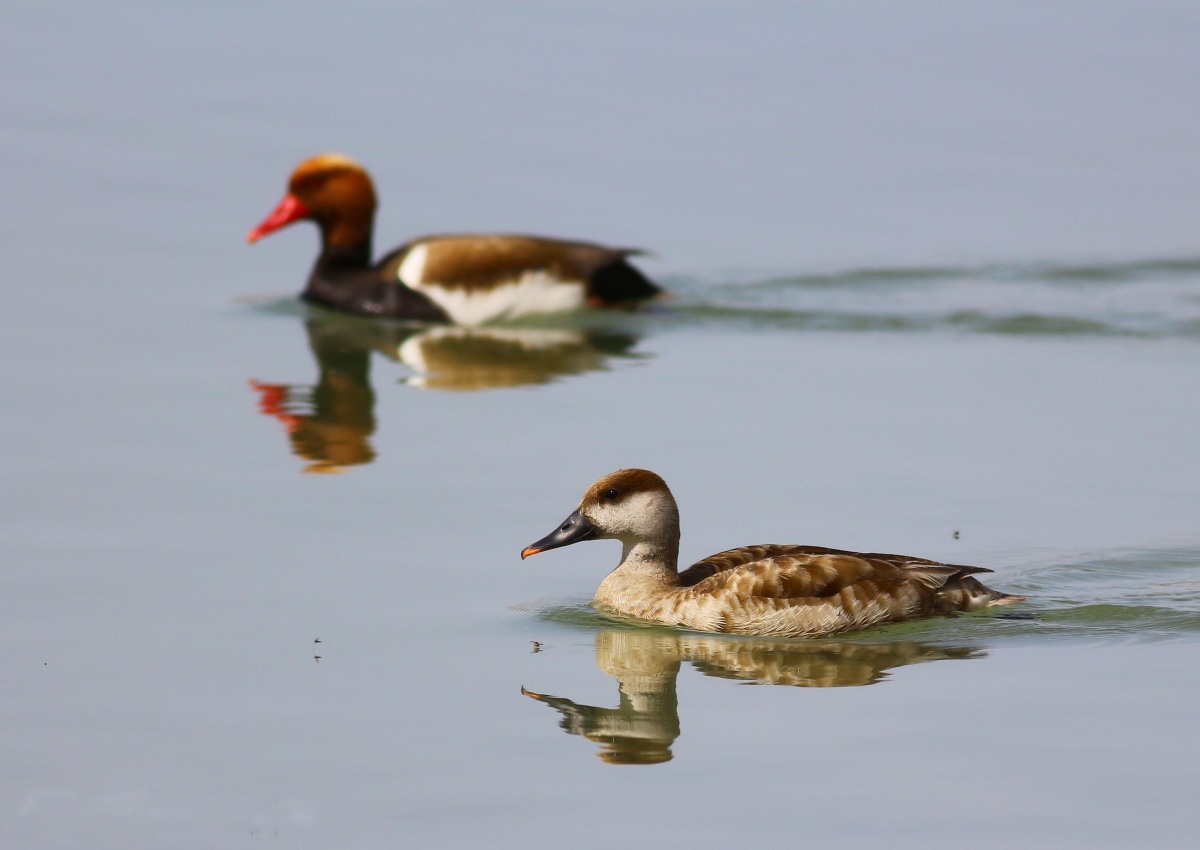 Red-crested Pochard