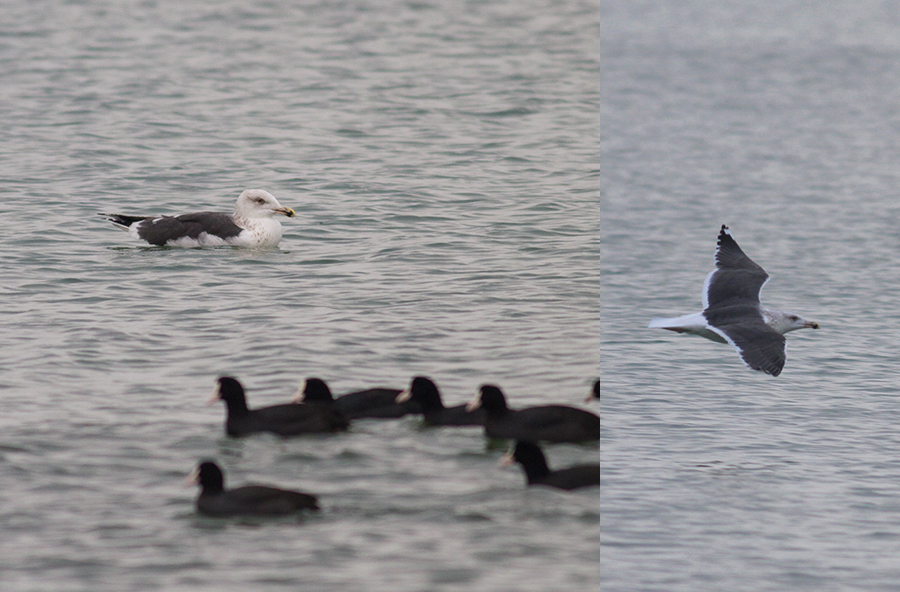 Great Black-backed Gull