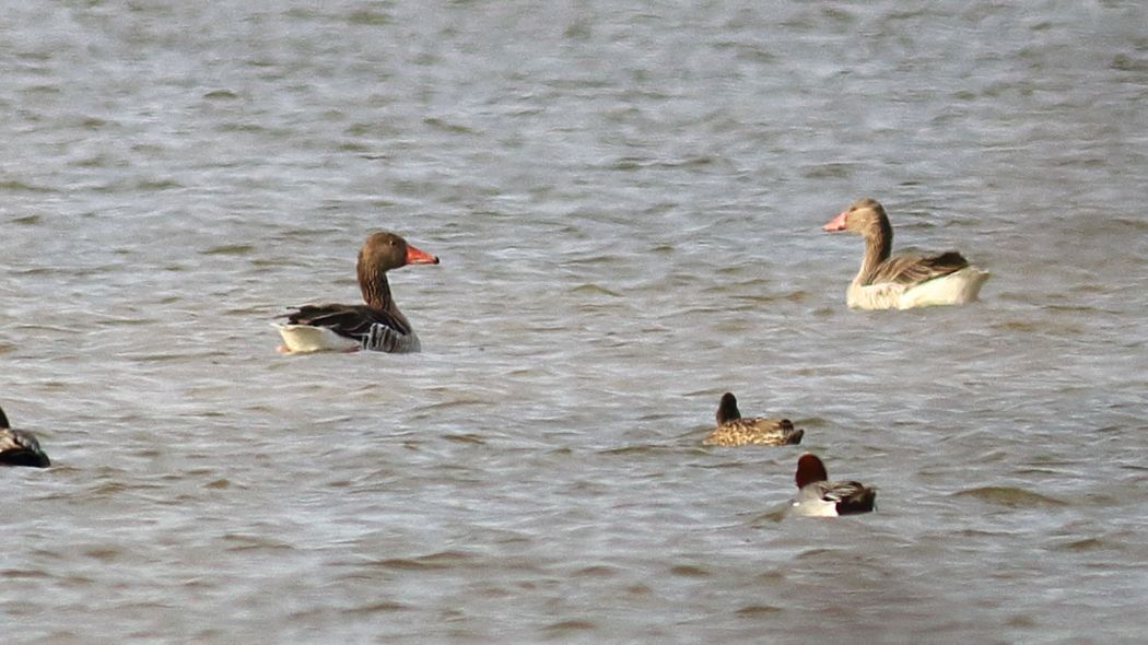 Greylag Goose