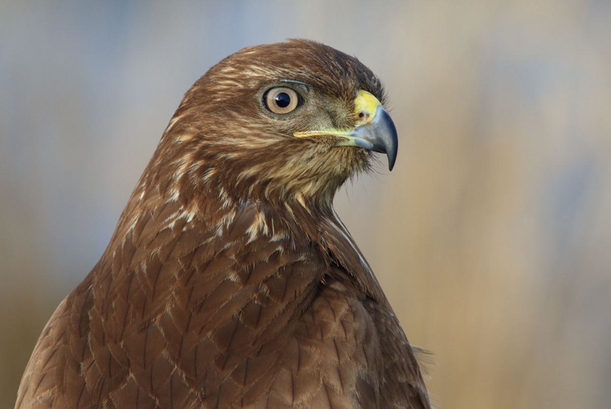 Common Buzzard