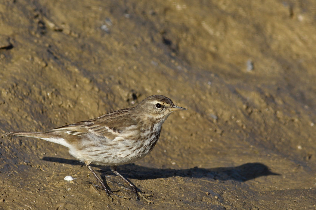 Water Pipit