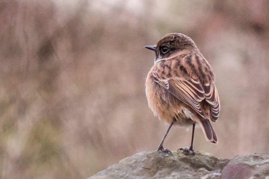 European Stonechat