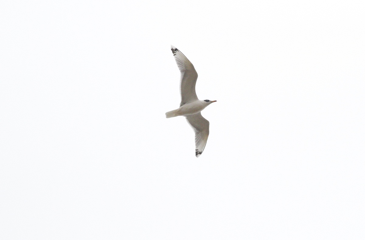 Pallas`s Gull