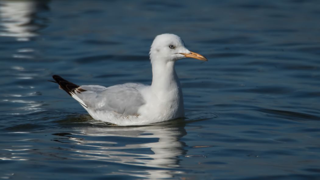 Slender-billed Gull