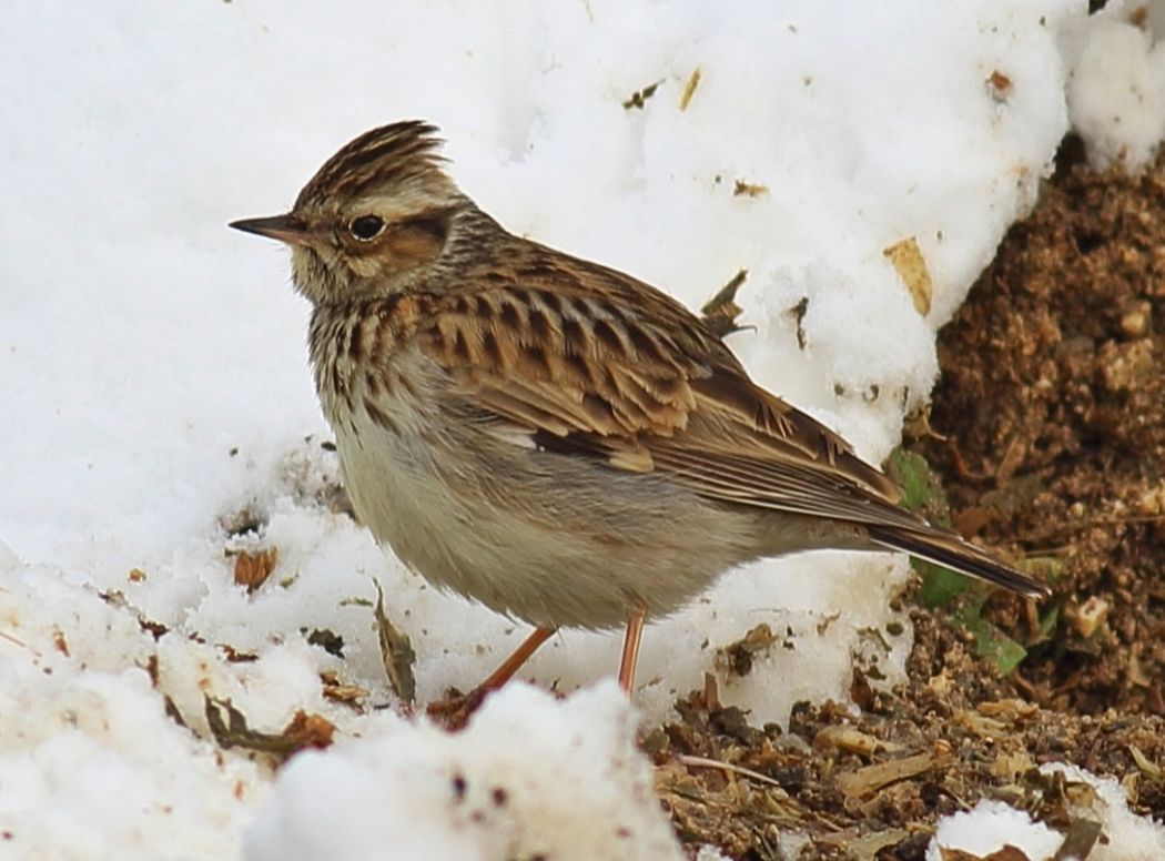 Woodlark