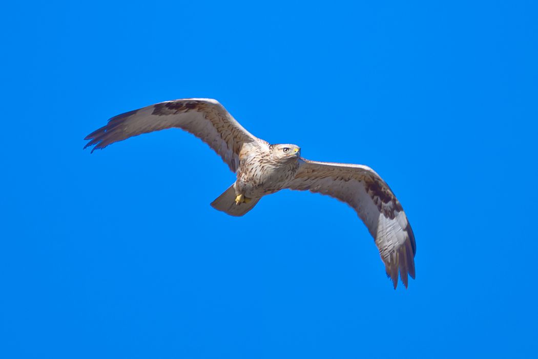 Long-legged Buzzard