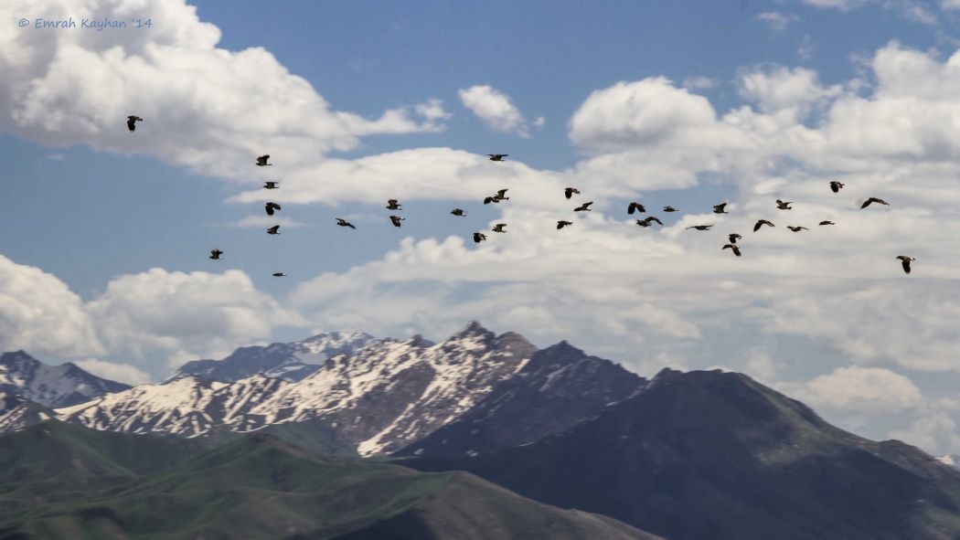 Northern Lapwing
