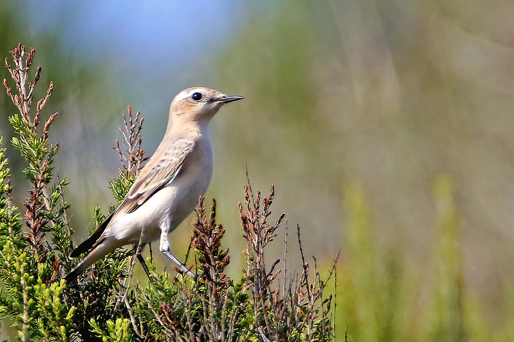 Northern Wheatear