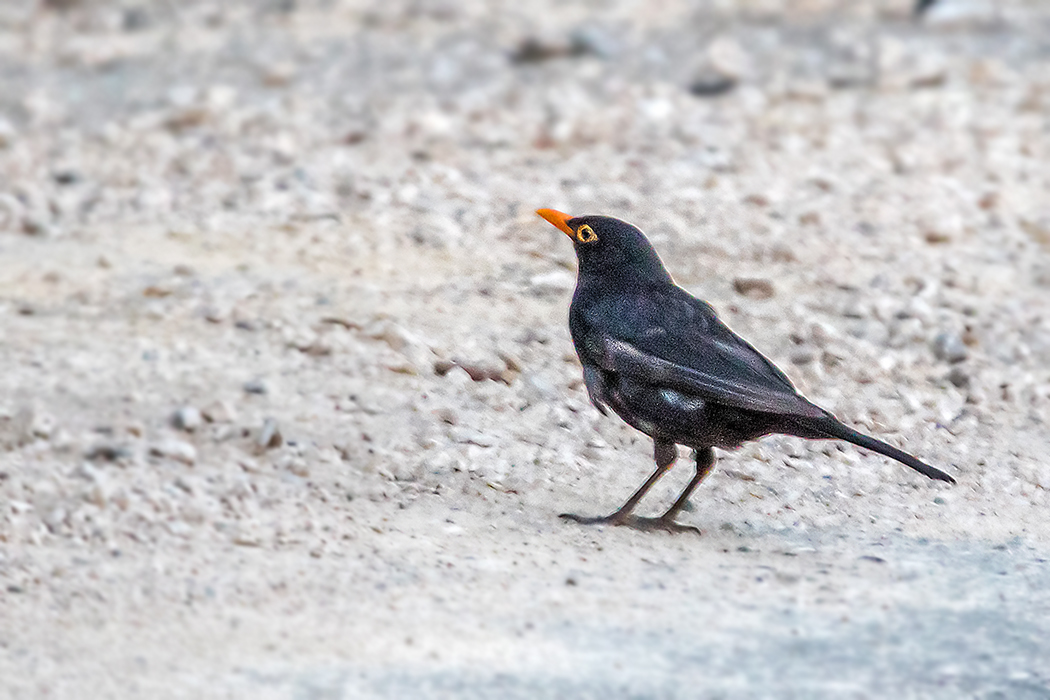 Common Blackbird