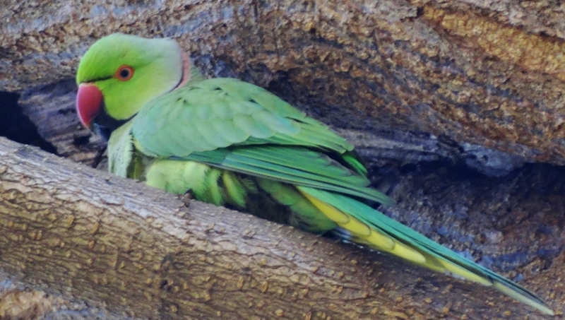 Rose-ringed Parakeet