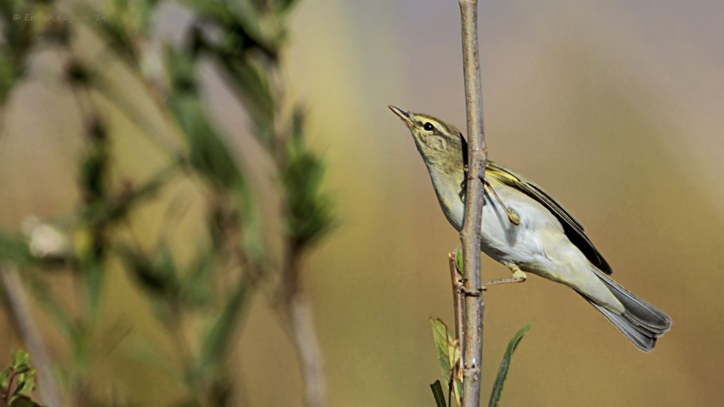 Willow Warbler
