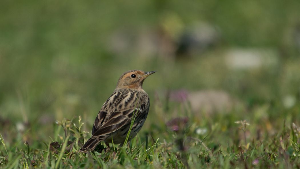 Red-throated Pipit