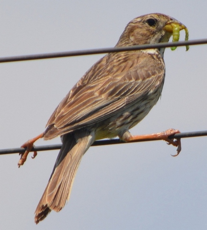 Corn Bunting
