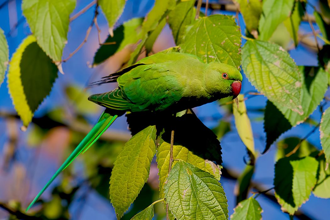 Rose-ringed Parakeet