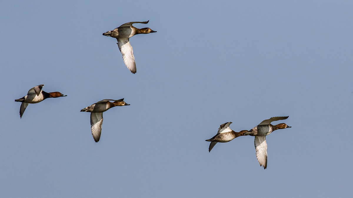 Common Pochard