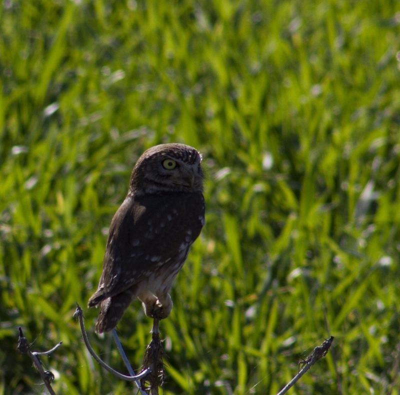 Little Owl