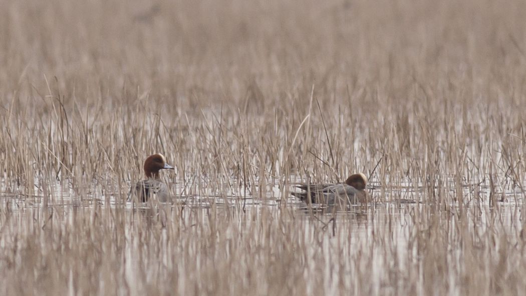 Eurasian Wigeon