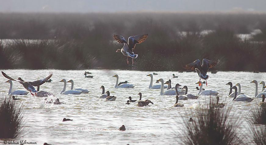 Greylag Goose