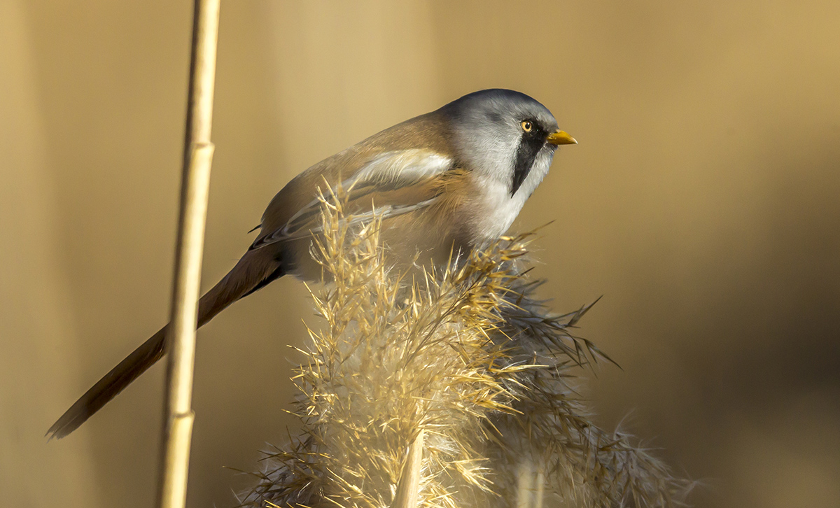 Bearded Reedling