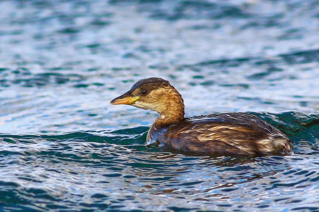 Little Grebe