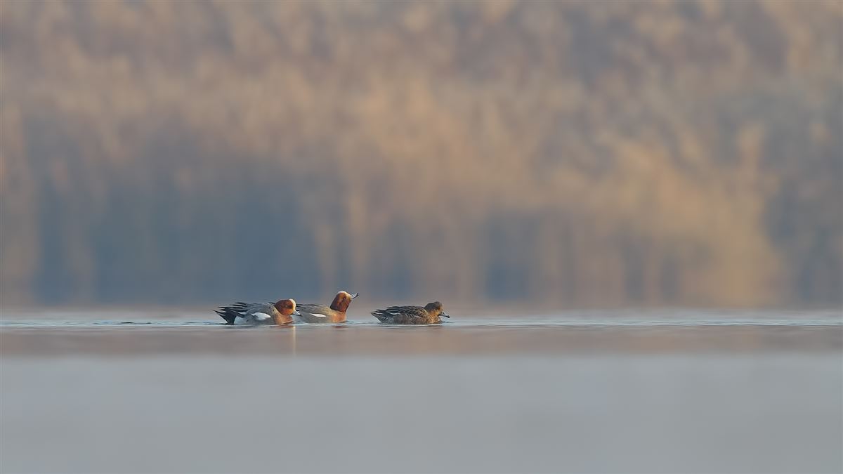 Eurasian Wigeon