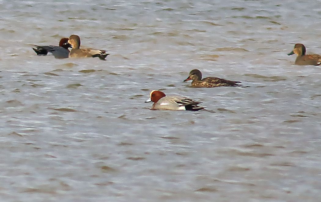 Eurasian Wigeon