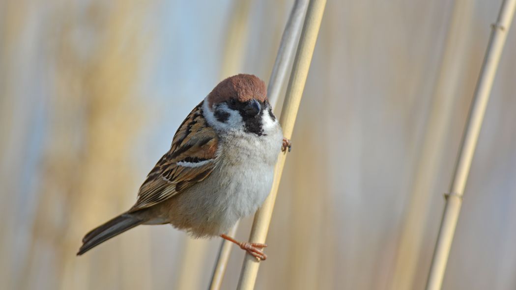 Eurasian Tree Sparrow