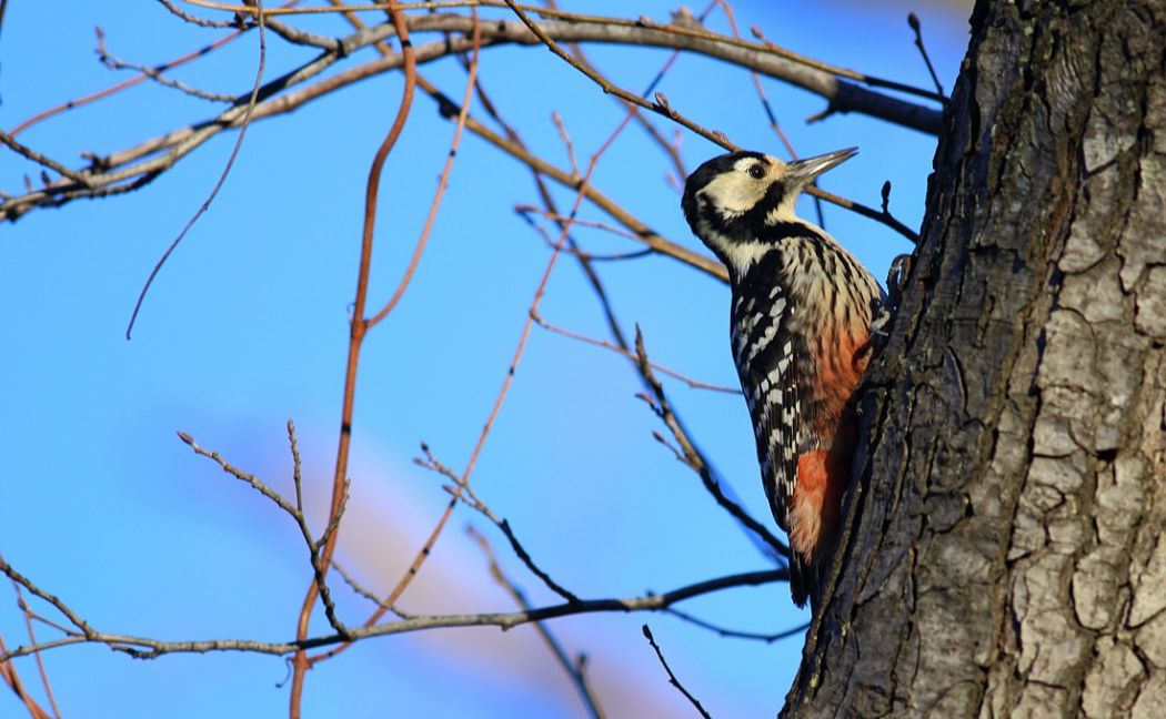 White-backed Woodpecker