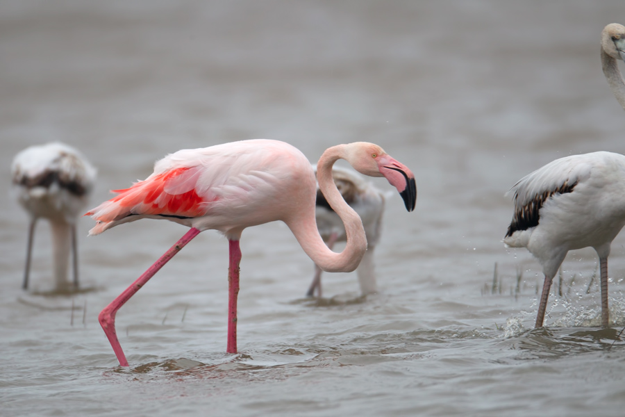 Greater Flamingo